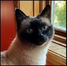 Cat garderie - Photo 10