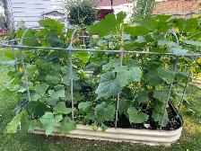 Metal Garden Beds with tops - Photo 4