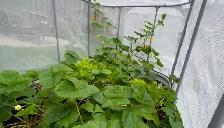 Metal Garden Beds with tops - Photo 7