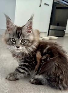 Purebred Maine Coon Kittens – Now Open for Reservation!