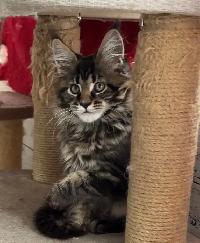 Purebred Maine Coon Kittens – Now Open for Reservation! - Photo 3