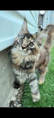Purebred Maine Coon Kittens – Now Open for Reservation! - Photo 4