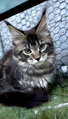 Purebred Maine Coon Kittens – Now Open for Reservation! - Photo 5