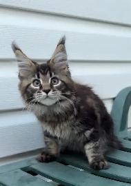 Purebred Maine Coon Kittens – Now Open for Reservation! - Photo 7