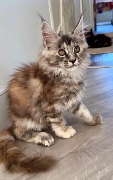 Purebred Maine Coon Kittens – Now Open for Reservation! - Photo 8