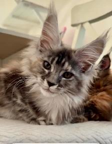 Purebred Maine Coon Kittens – Now Open for Reservation! - Photo 10