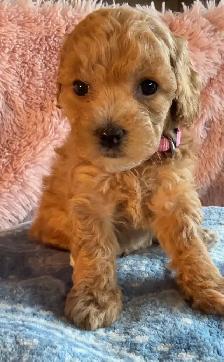Poochons Hypoallergenic & Non Shedding - Photo 2