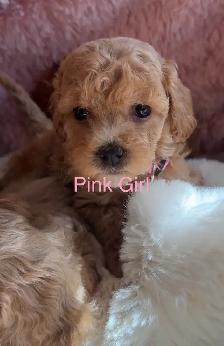 Poochons Hypoallergenic & Non Shedding - Photo 3