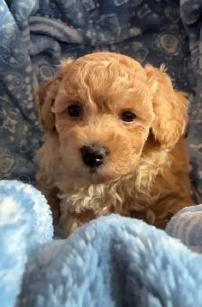 Poochons Hypoallergenic & Non Shedding - Photo 4