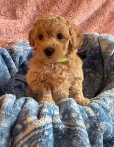 Poochons Hypoallergenic & Non Shedding - Photo 5