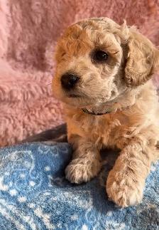 Poochons Hypoallergenic & Non Shedding - Photo 6