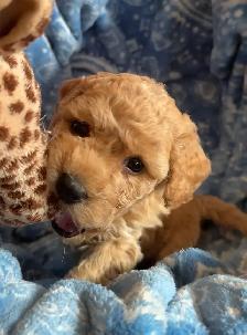 Poochons Hypoallergenic & Non Shedding - Photo 7