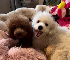 Poochons Hypoallergenic & Non Shedding - Photo 8
