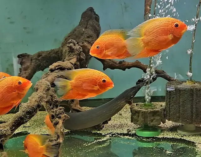 lots of fish, plecos & more (see list below)