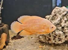 lots of fish, plecos & more (see list below) - Photo 9