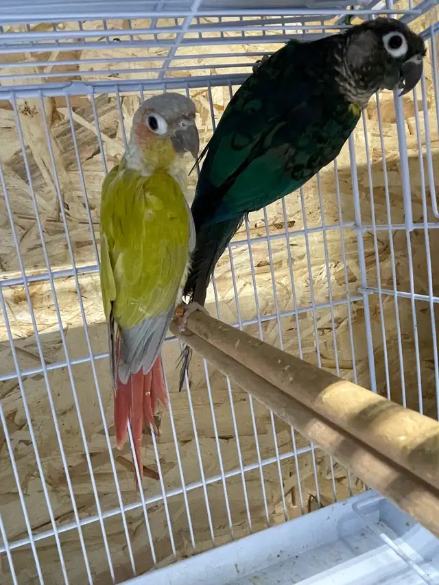 suncheek conure pairs.