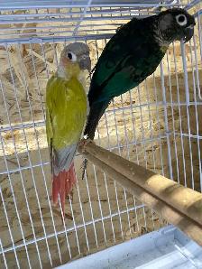 suncheek conure pairs.