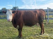big heavy bred Simmental cross  cows