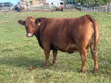 big heavy bred Simmental cross  cows - Photo 2