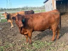 big heavy bred Simmental cross  cows - Photo 3