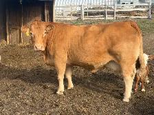 big heavy bred Simmental cross  cows - Photo 4