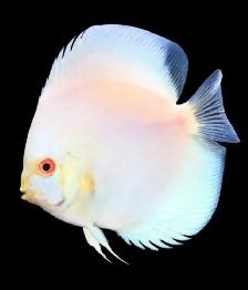 SOURCE AQUATICS - Sept 27, 2026 - New Arrivals