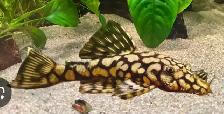 SOURCE AQUATICS - Sept 27, 2026 - New Arrivals - Photo 2