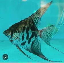 SOURCE AQUATICS - Sept 27, 2026 - New Arrivals - Photo 3