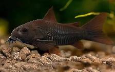 SOURCE AQUATICS - Sept 27, 2026 - New Arrivals - Photo 4