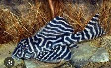 SOURCE AQUATICS - Sept 27, 2026 - New Arrivals - Photo 5