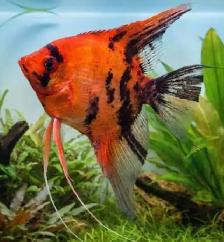 SOURCE AQUATICS - Sept 27, 2026 - New Arrivals - Photo 6
