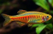 SOURCE AQUATICS - Sept 27, 2026 - New Arrivals - Photo 7