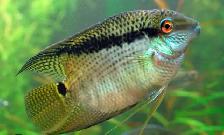 SOURCE AQUATICS - Sept 27, 2026 - New Arrivals - Photo 8
