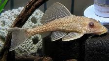 SOURCE AQUATICS - Sept 27, 2026 - New Arrivals - Photo 9