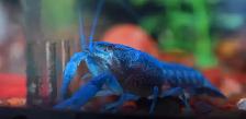 SOURCE AQUATICS - Sept 27, 2026 - New Arrivals - Photo 10
