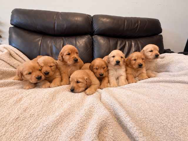 Beautiful Golden retriever puppies