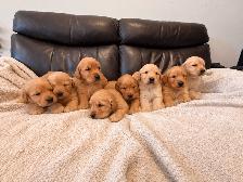 Beautiful Golden retriever puppies
