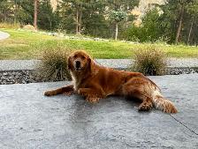 Beautiful Golden retriever puppies - Photo 2