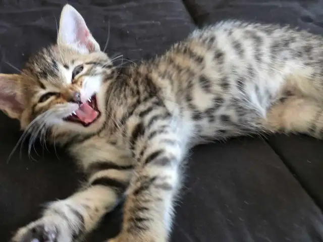 Chatons Bengal Mix à vendre ! Magnifiques