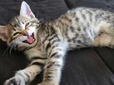 Chatons Bengal Mix à vendre ! Magnifiques