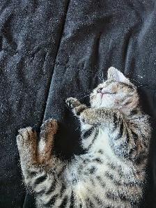 Chatons Bengal Mix à vendre ! Magnifiques - Photo 2