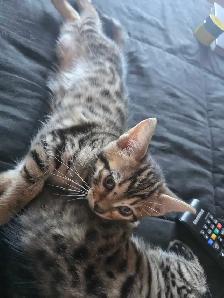 Chatons Bengal Mix à vendre ! Magnifiques - Photo 3