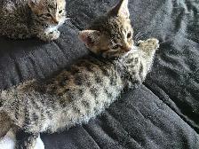 Chatons Bengal Mix à vendre ! Magnifiques - Photo 6
