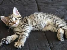 Chatons Bengal Mix à vendre ! Magnifiques - Photo 7