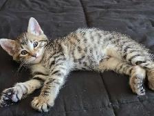 Chatons Bengal Mix à vendre ! Magnifiques - Photo 8