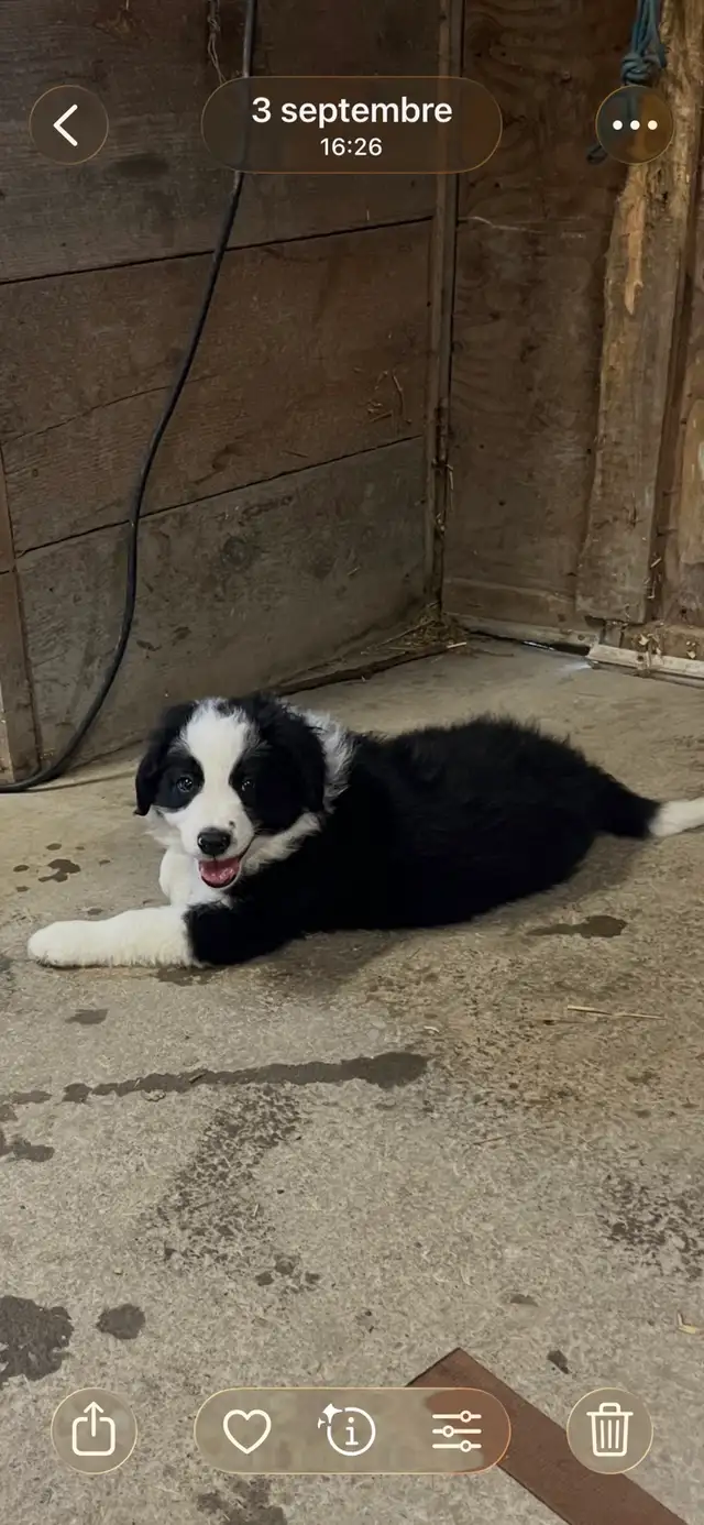 chiot Border Collie