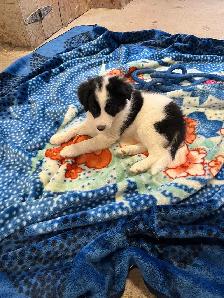 chiot Border Collie - Photo 2