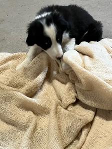 chiot Border Collie - Photo 3