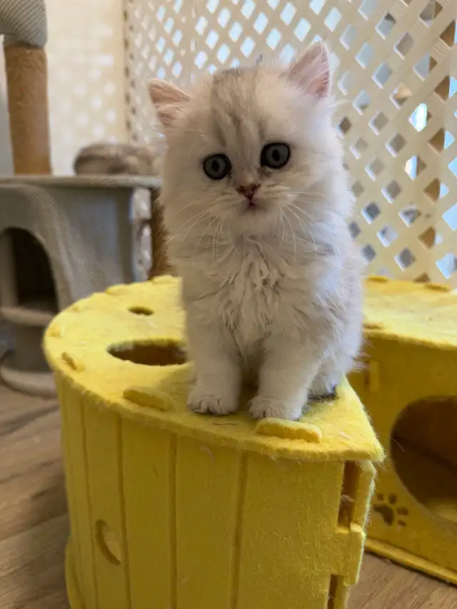 Scottish fold/straight kittens for sale
