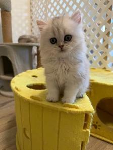Scottish fold/straight kittens for sale